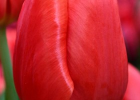 Tulipa Kay ® (4)